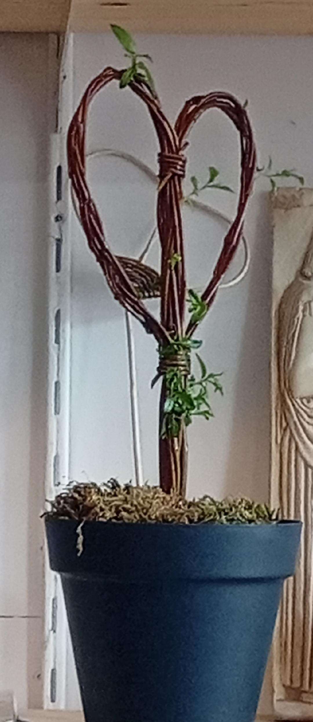 coeur osier vivant